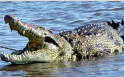 Crocodile